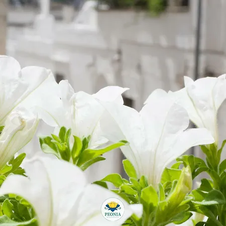 Peonia - Laterza